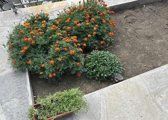 чифликъ 2 קוטל